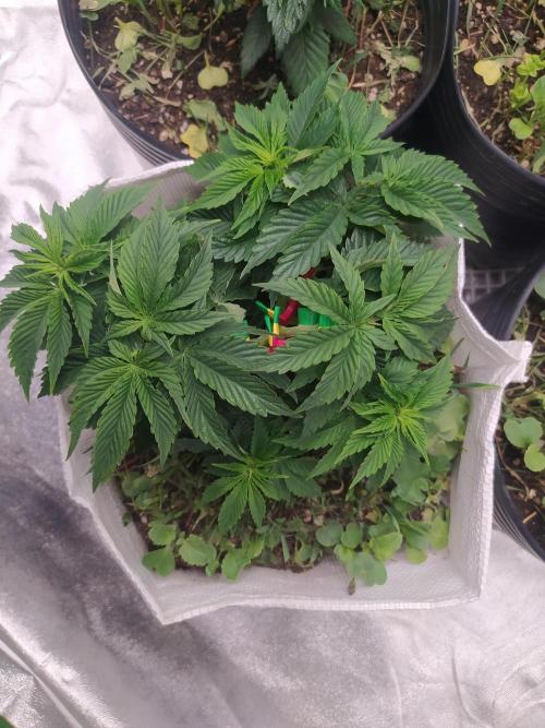 Merengón - Black tuna. Week 6