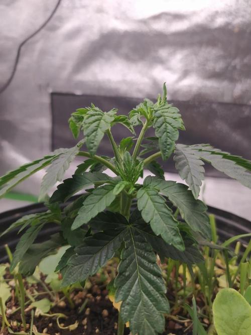 Royal Moby - Royal Queen Seeds. Week 5