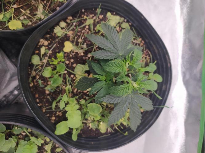 Royal Moby. Week 5