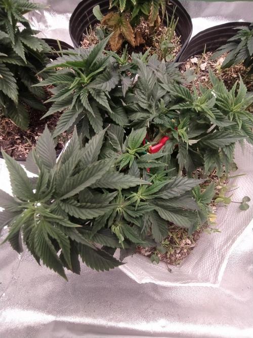 Merengón - Black tuna. Week 7