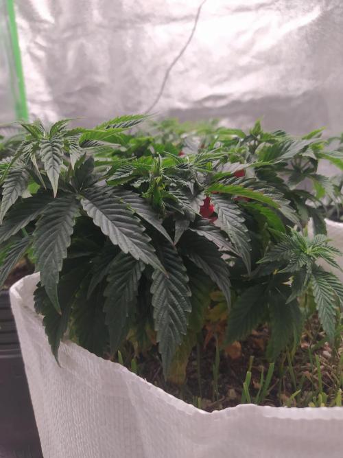 Merengón - Black tuna. Week 7
