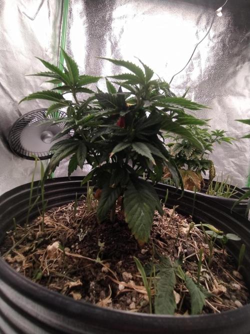 Merengón - Black tuna. Week 7