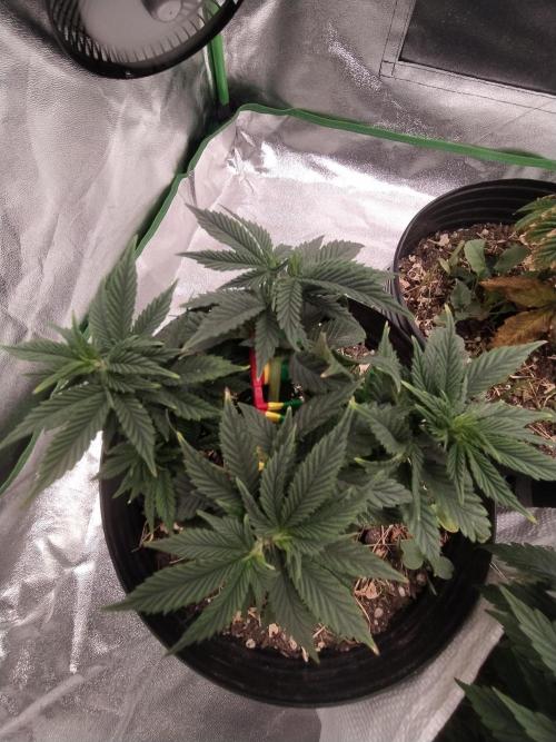 Merengón - Black tuna. Week 7