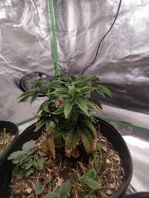 Merengón - Black tuna. Week 7