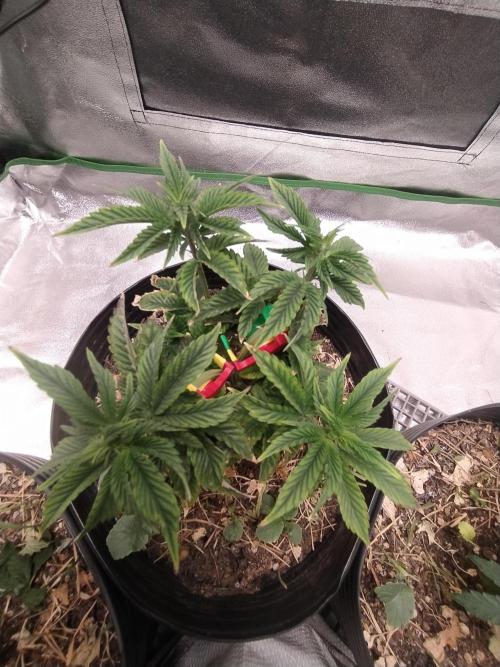 Merengón - Black tuna. Week 7