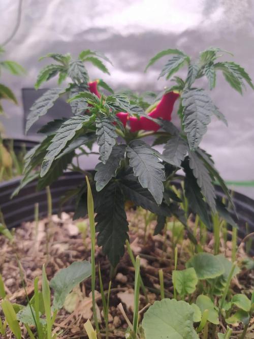 Royal Moby - Royal Queen Seeds. Week 6
