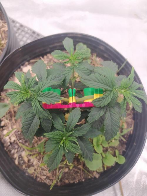 Royal Moby. Week 6