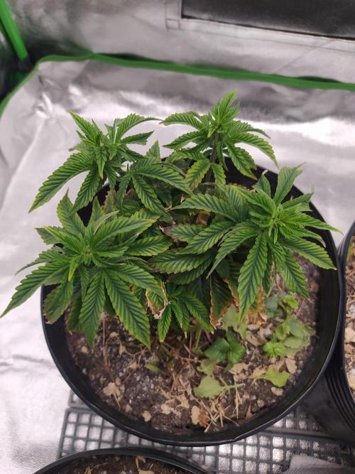 Merengón - Black tuna. Week 8
