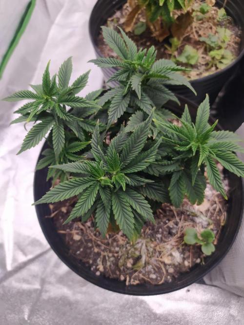 Merengón - Black tuna. Week 8