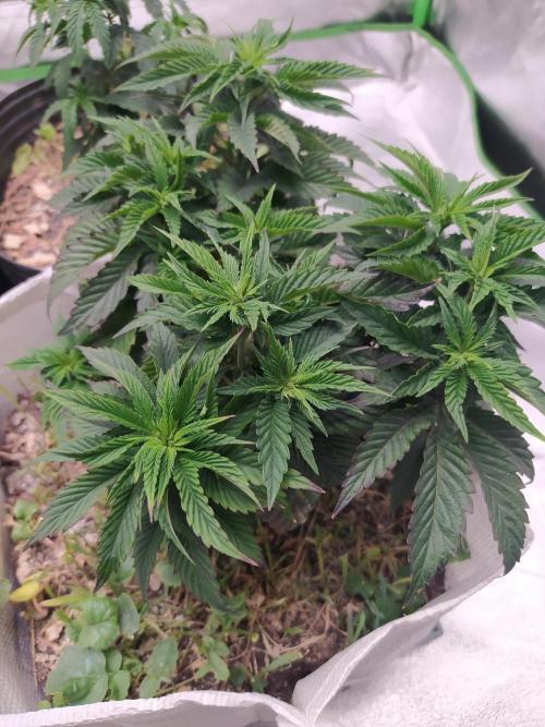 Merengón - Black tuna. Week 8