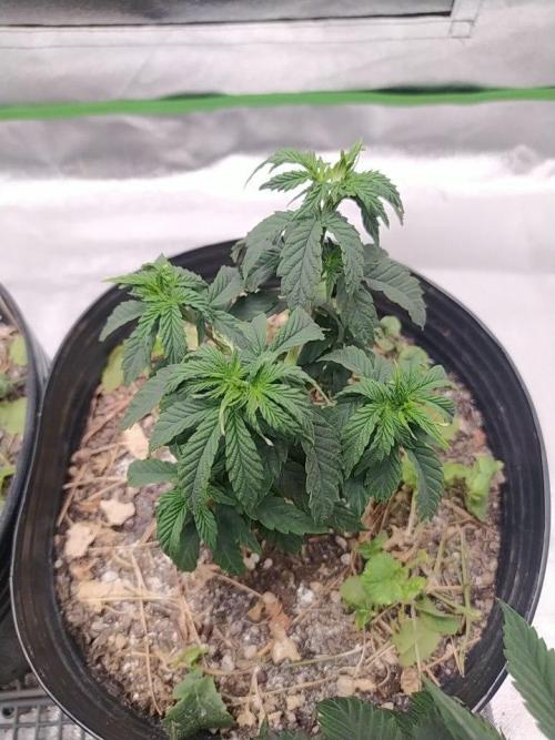 Royal Moby. Week 7