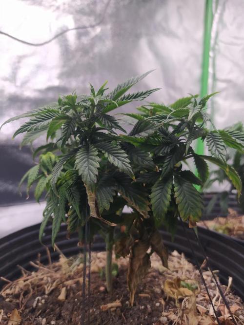 Merengón - Black tuna. Week 9
