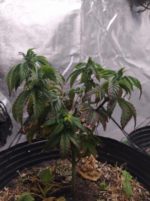 Merengón - Black tuna. Week 9