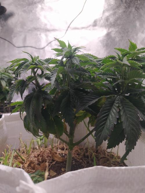 Merengón - Black tuna. Week 9