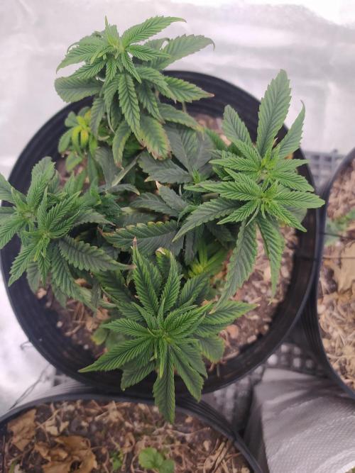 Merengón - Black tuna. Week 9