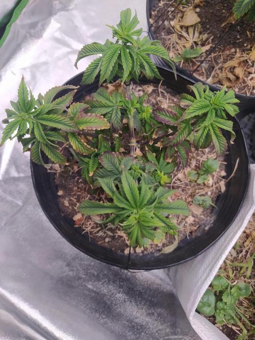 Merengón - Black tuna. Week 9