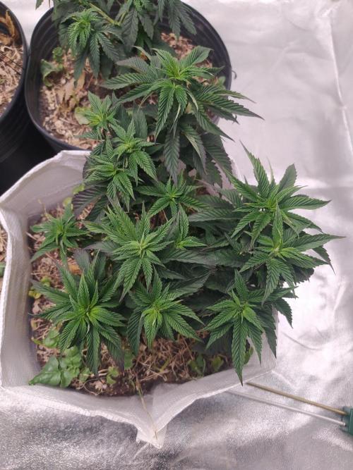 Merengón - Black tuna. Week 9
