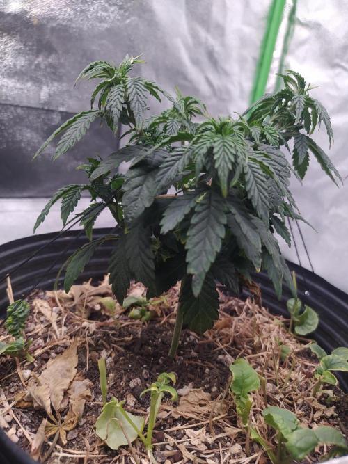 Royal Moby. Week 8