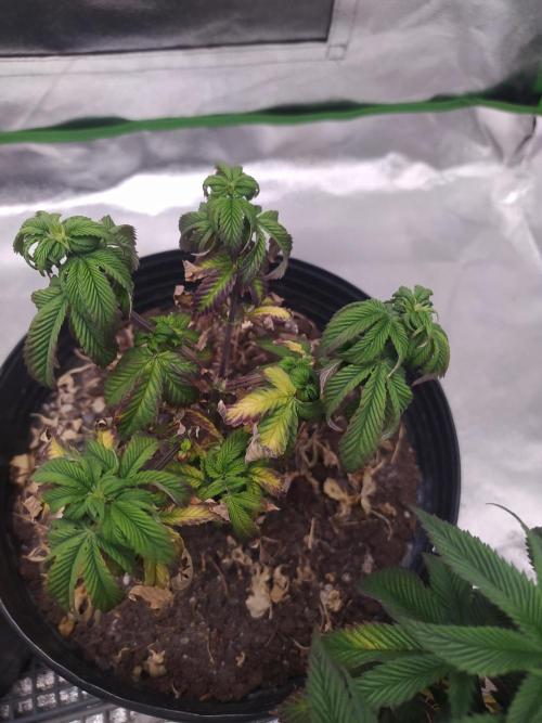Merengón - Black tuna. Week 13