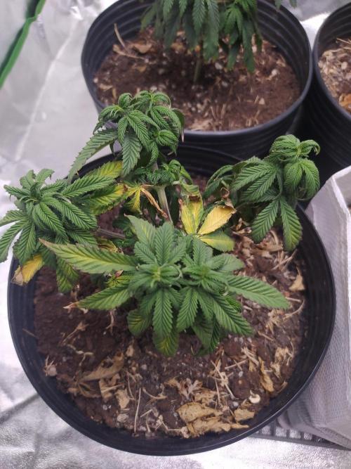 Merengón - Black tuna. Week 13