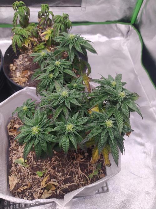 Merengón - Black tuna. Week 13