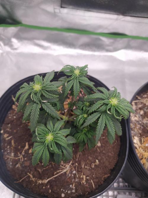 Royal Moby. Week 12