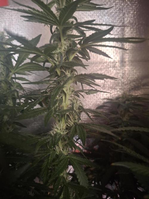 Royal Moby last flowering weeks.. Week 6