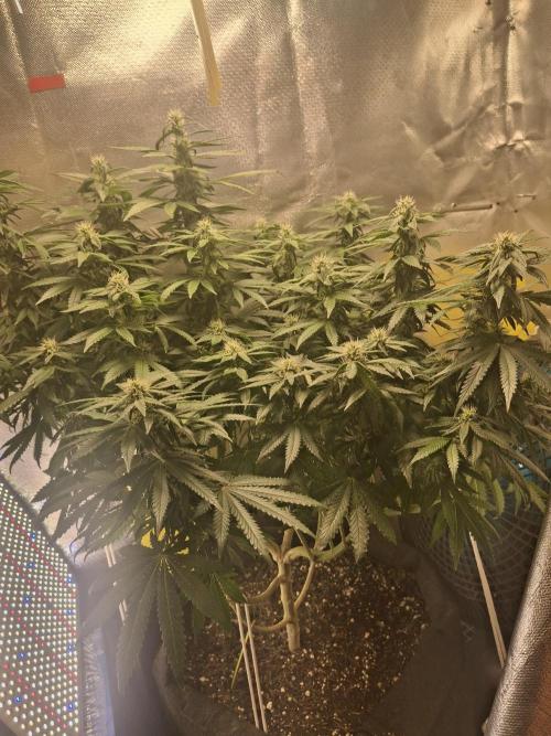 Royal Moby last flowering weeks.. Week 6