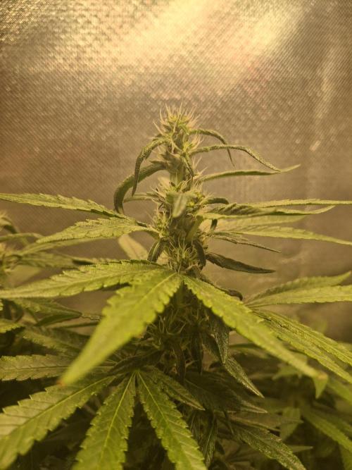 Royal Moby last flowering weeks.. Week 6