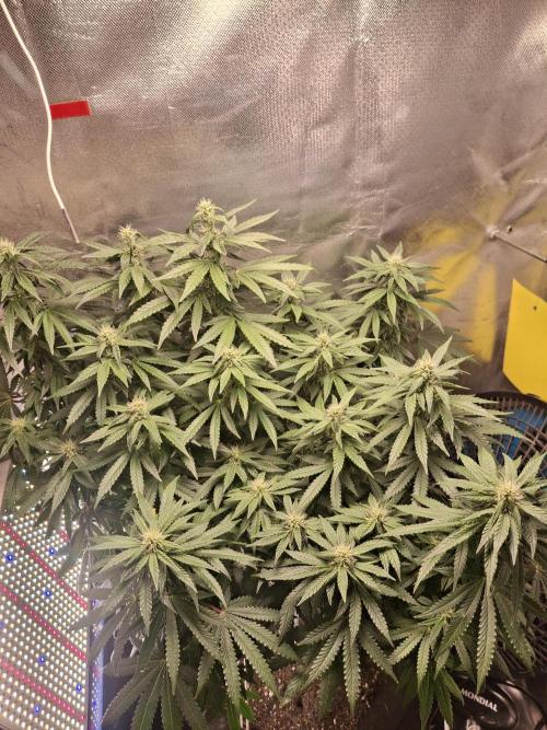 Royal Moby last flowering weeks.. Week 6