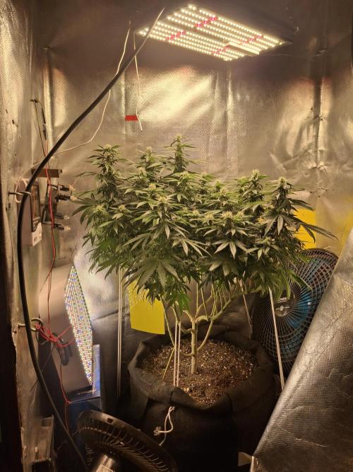 Royal Moby last flowering weeks.. Week 6