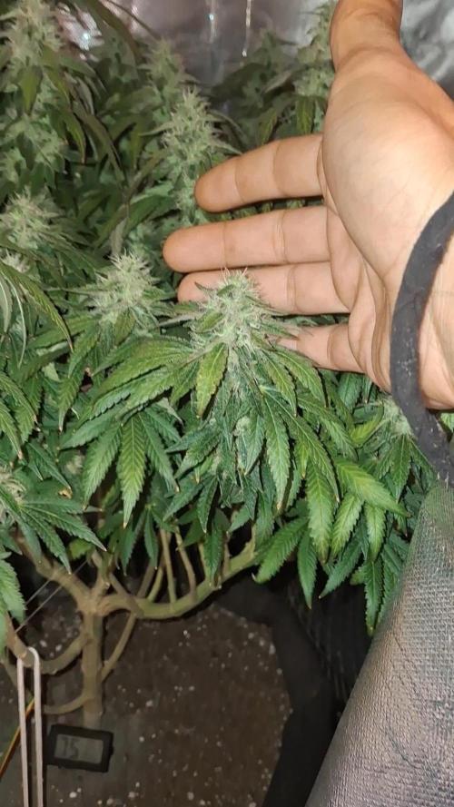Royal Moby last flowering weeks.. Week 9