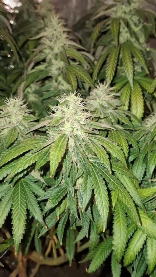 Royal Moby last flowering weeks.. Week 9