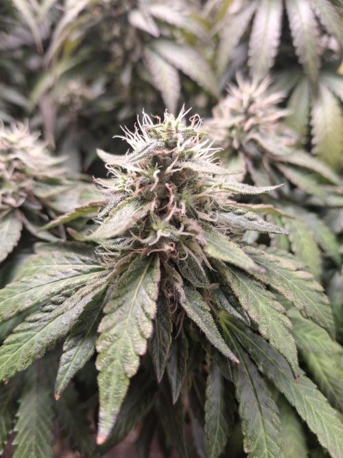 Royal Moby last flowering weeks.. Week 9