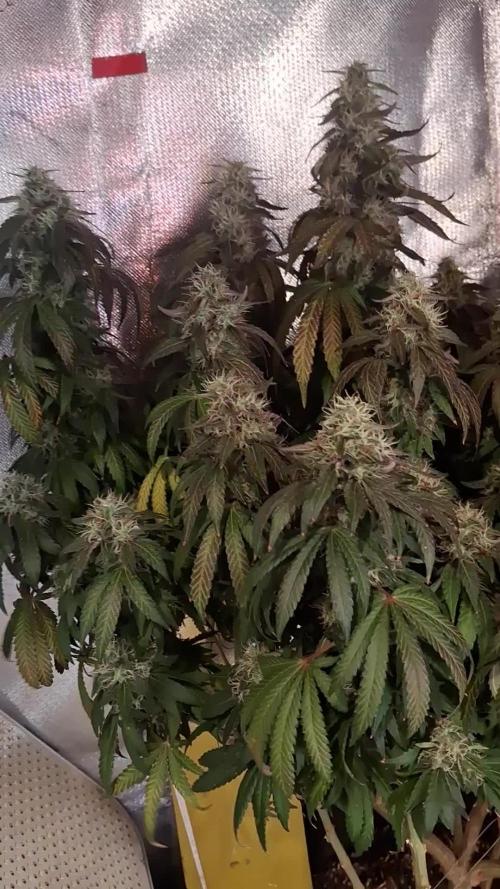 Royal Moby last flowering weeks.