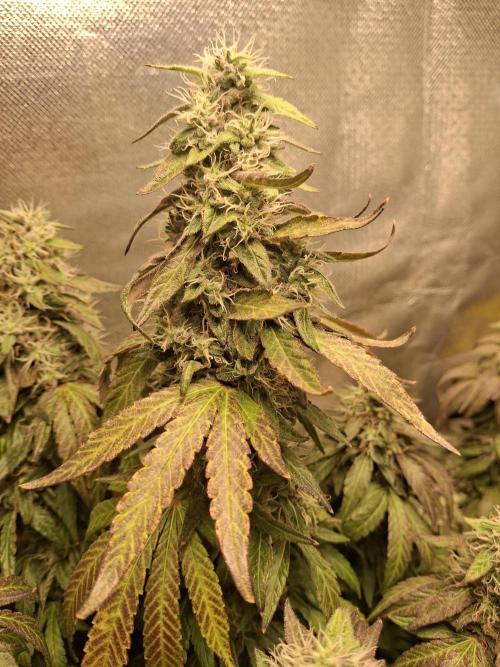 Royal Moby last flowering weeks.. Week 10