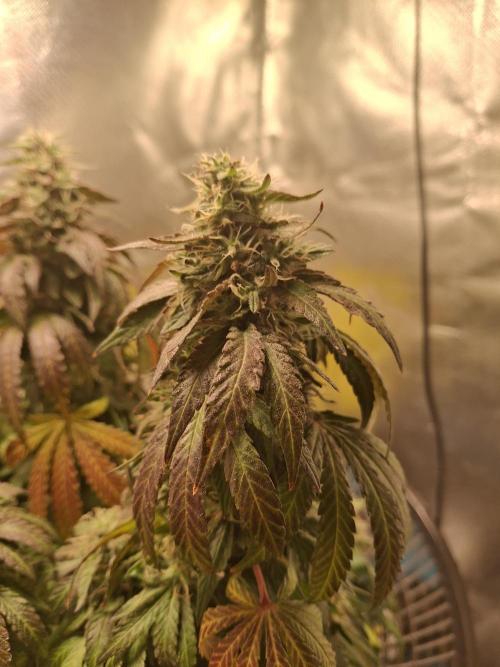 Royal Moby last flowering weeks.. Week 10