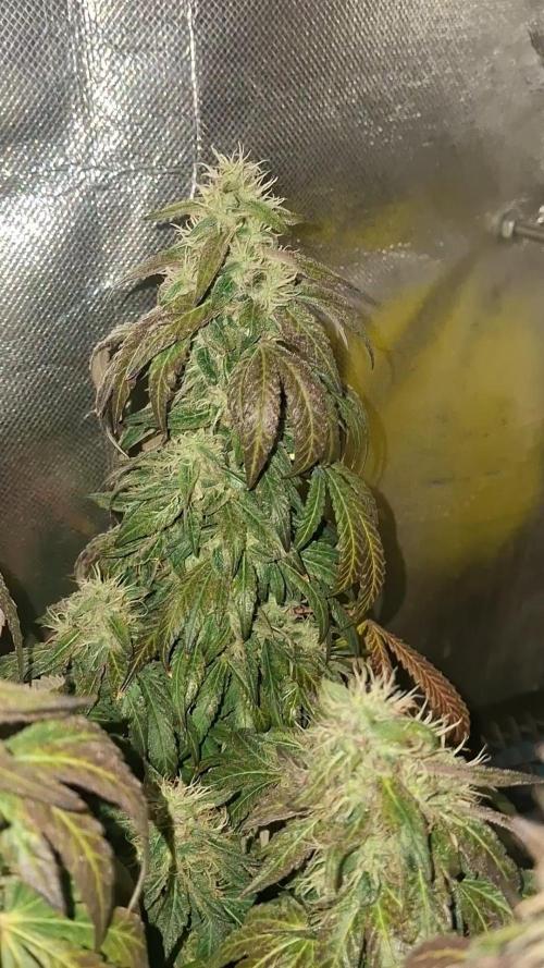 Royal Moby last flowering weeks.. Week 10