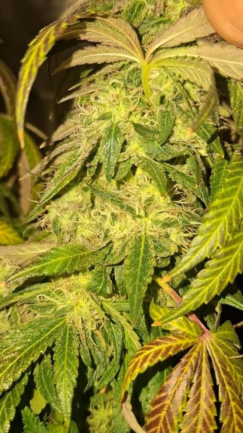 Royal Moby last flowering weeks.. Week 10