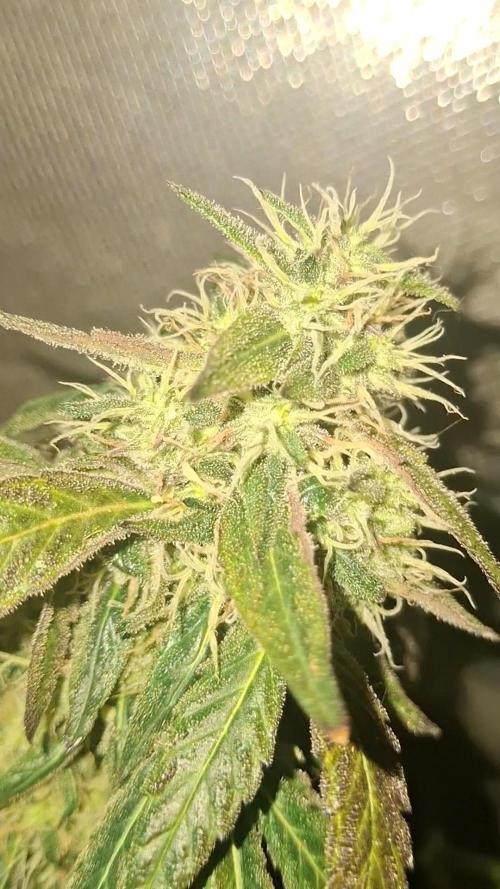 Royal Moby last flowering weeks.. Week 10