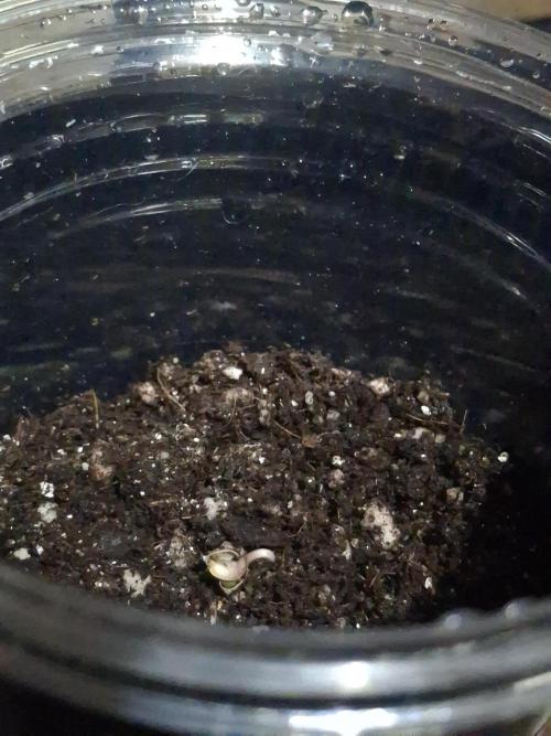 2nd cycle: Merengón - Black Tuna COL. Week 0 - Merengon #1 coming up.