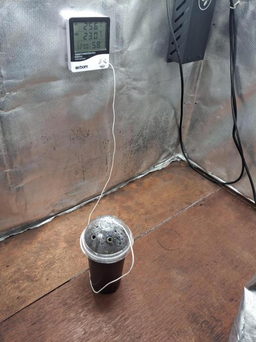 2nd cycle: Merengón - Black Tuna COL. Week 0 - Under 150 ppfd, keeping the dome humid.