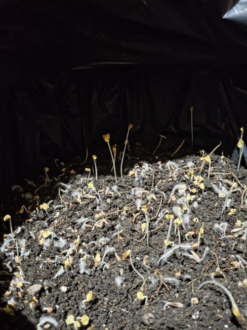 2nd cycle: Merengón - Black Tuna COL. Week 0 - Organic soil 6 days after inoculation, a lot of great funghi growing on these live roots, very nice.