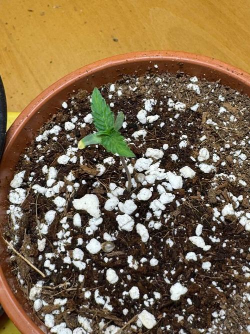 Tropicanna Poison F1 Fast - Sweet Seeds. Week 1