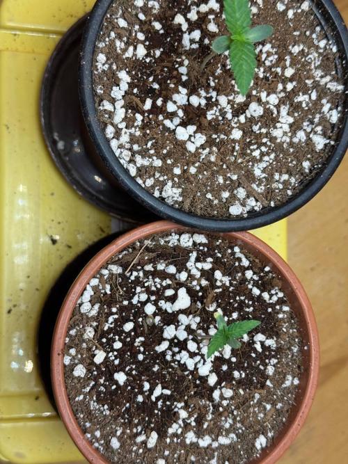 Tropicanna Poison F1 Fast - Sweet Seeds. Week 1