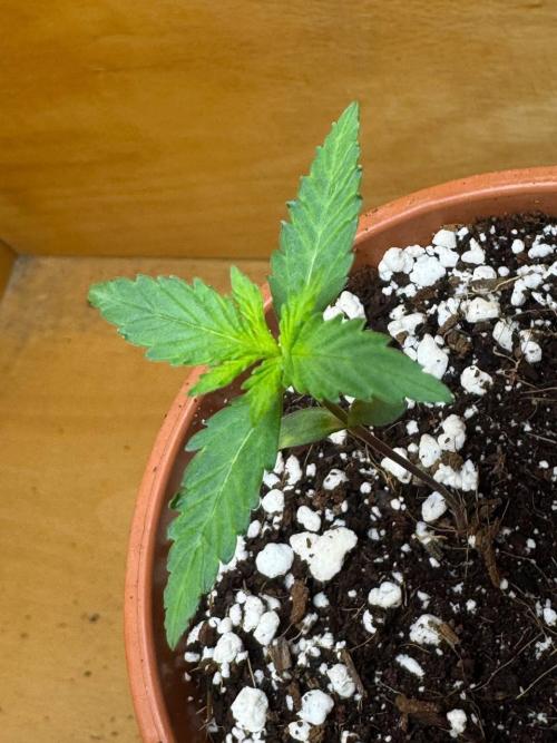 Tropicanna Poison F1 Fast - Sweet Seeds. Week 2