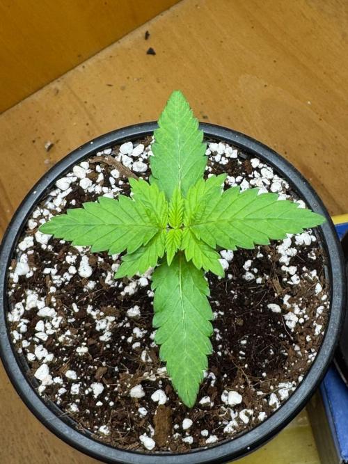 Tropicanna Poison F1 Fast - Sweet Seeds. Week 2