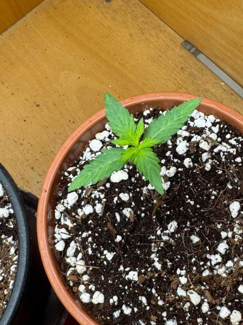 Tropicanna Poison F1 Fast - Sweet Seeds. Week 2
