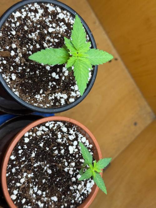 Tropicanna Poison F1 Fast - Sweet Seeds. Week 2