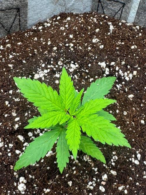 Tropicanna Poison F1 Fast - Sweet Seeds. Week 3